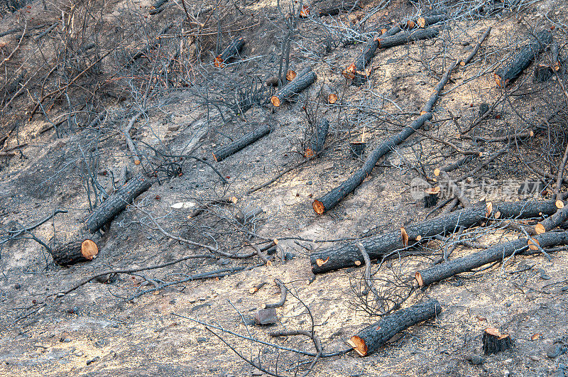 Tree trunks after forest fire in Köprülü Canyon National Park